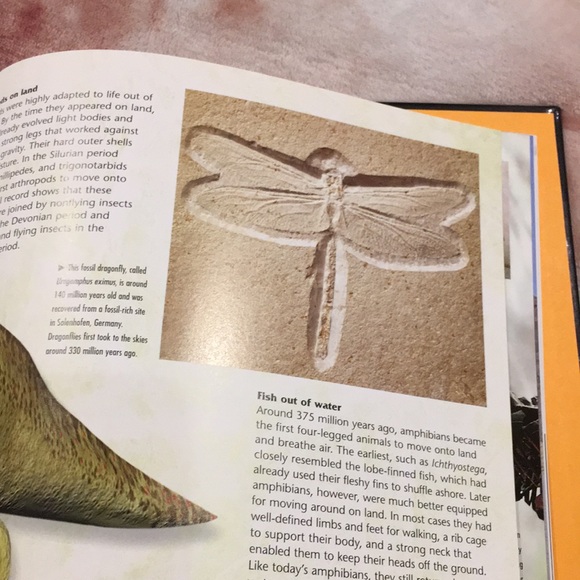 Rocks & Fossils Book by Kingfisher Knowledge Geology Science Read Resale - Picture 14 of 14